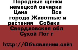 Породные щенки немецкой овчарки › Цена ­ 24 000 - Все города Животные и растения » Собаки   . Свердловская обл.,Сухой Лог г.